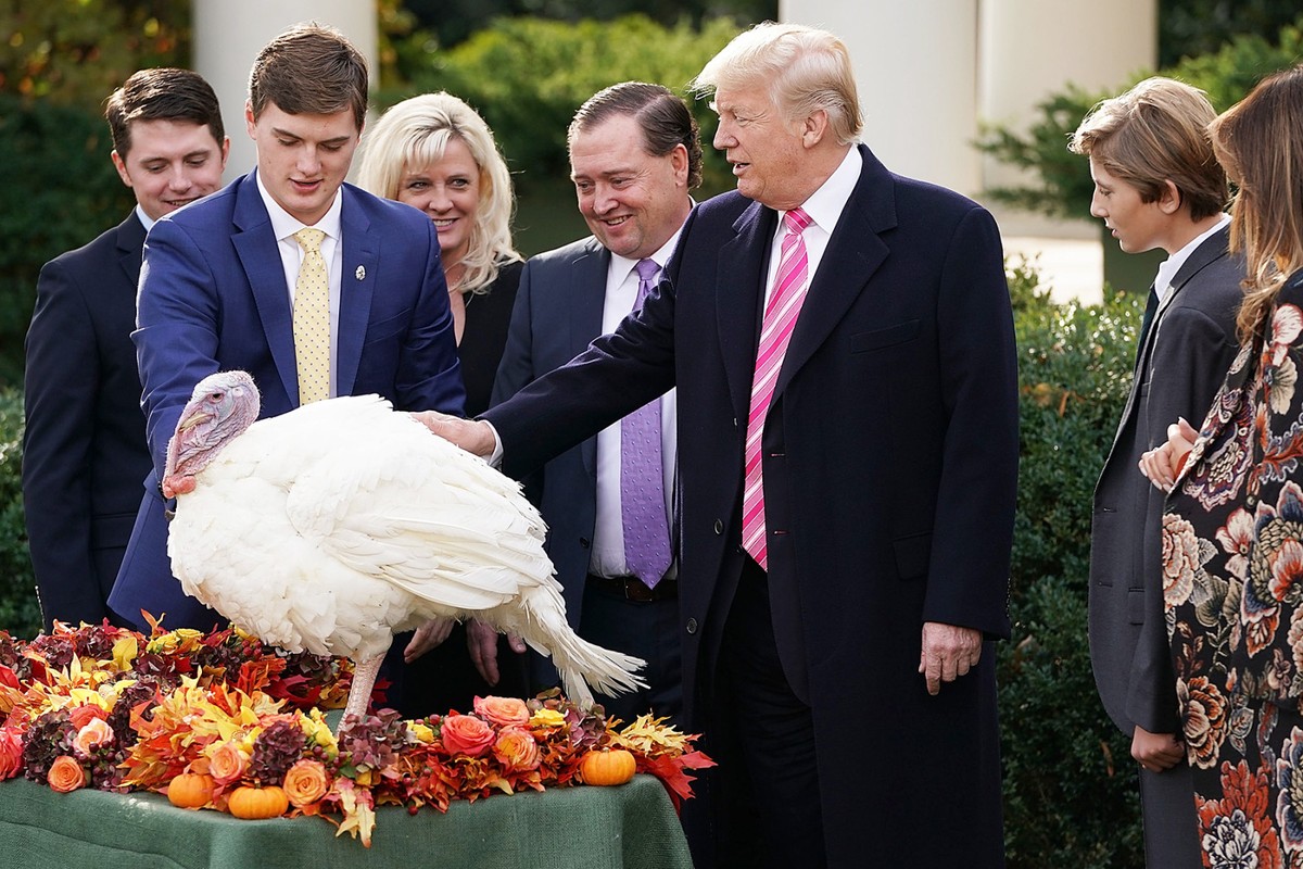 Theo hãng thông tấn Reuters,  Tổng thống Mỹ Donald Trump thực hiện nghi thức xá tội cho chú gà tây có tên Drumstick tại Vườn Hồng của Nhà Trắng hôm 21/11/2017 trong dịp Lễ Tạ ơn. Ảnh: Getty Images.